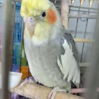 عروس هلندی نر مناسب مولد سازی