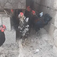 خــروس
