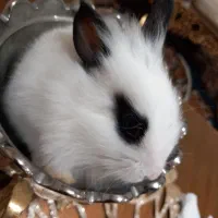 خرگوش