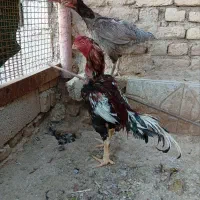 مرغ و خروس لارب