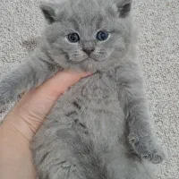 گربه بریتیش های بلو