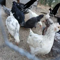 جوجه گلین