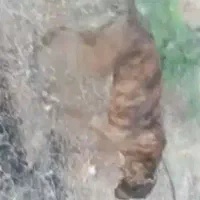 سگ نر پیتبول