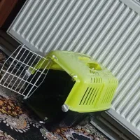 باکس گربه و سگ