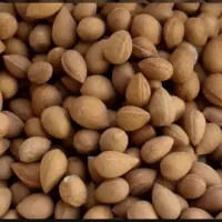 بادام کوهی امسال