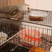 گمشده
