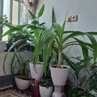گل ذرتی شاداب