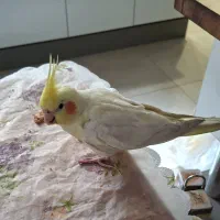 عروس هلندی فروشی