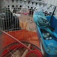 جفت مرغ عشق باتخم