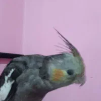 گمشده