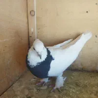 طوقی کاکلی پا چکمه سینه سیا