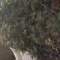 خانمی برای پرستاری