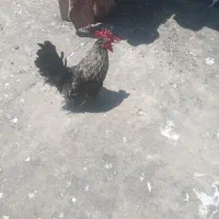 خروس  سالم