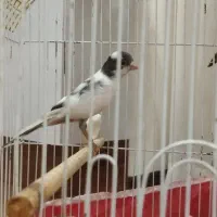 قناری ماده آماده