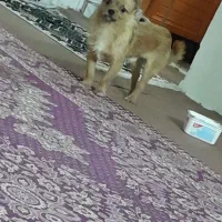 پودل و شیوا|سگ|شهر ری, ظهیرآباد|دیوار