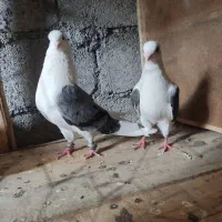 کبوتر دوکت دم سفید طوقی کله ای
