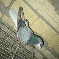 کفتر دم گیری