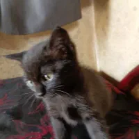 واگذاری گربه