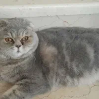 گربه بریتیش