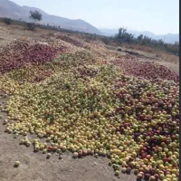 خریدارسیب پای درختی