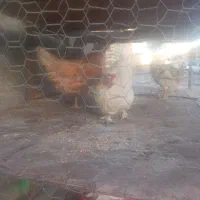 مرغ تخمکن