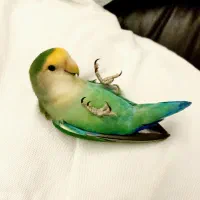 طوطی کوتوله دستی سبز