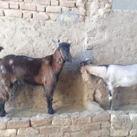 کهره نر