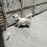 سگ پاپی زبل خوشگل جونقان پرنده جونقان