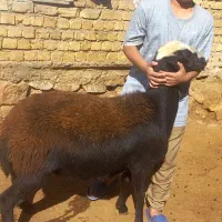 میش وبره