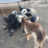 ۸راس بره پای پروار نیم گوشت سر آخوری