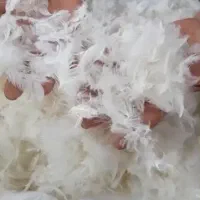 پر مرغ
