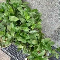 گل و گیاه خونگی