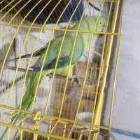 فروش ملنگوی ماده
