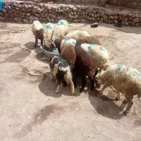11تا بره 6تاش نر 5تاش ماده بره