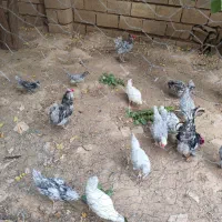 تخم نطفه دار گلین طوسی  ریشو چلتاج بدون پر غلط