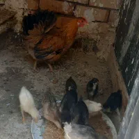مرغ