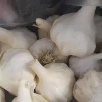 سیر