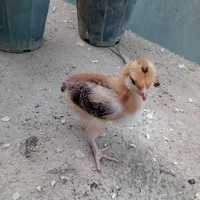 جوجه های رسمی طلاس طلا