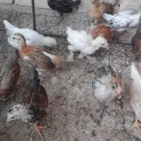 فروش تعدای جوجه.
