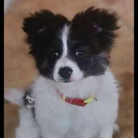 واگذاری سگ شیتزواشتیپز