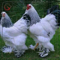 خروس و مرغ برهما