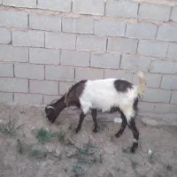 تیربز دوقلو زا