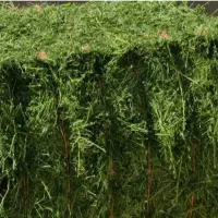 یونجه گوسفندی درجه یک