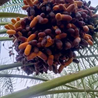 پاجوش پیارم مضافتی مجول زاهدی فروش فوری