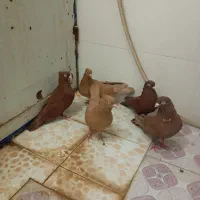 کبوتر یک رنگ