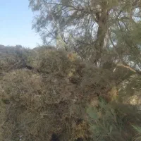 خار فروشی