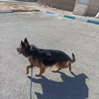 ماده ژرمن شویلاین موبلند