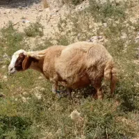 تک فروشی سرای دام مهربان ۲۴ساعته