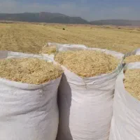 چند کیسه کاه گندم دیم