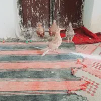 دمسفید همه مدل